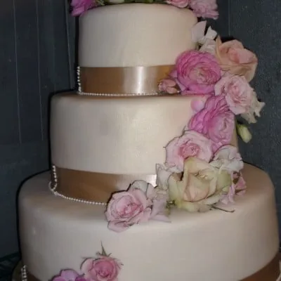 Pink roses on white